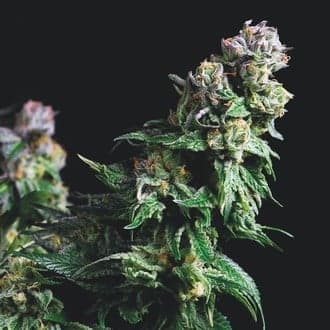 Purple Urkle (Pyramid Seeds)