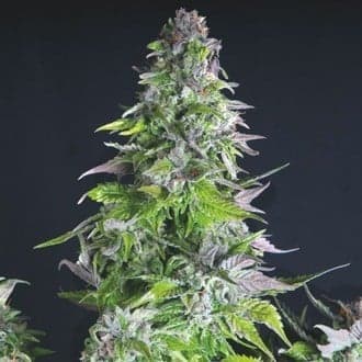Romulan (Pyramid Seeds)
