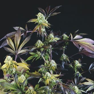 Sunset Sherbet (Pyramid Seeds)