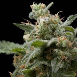 Super Hash (Pyramid Seeds)