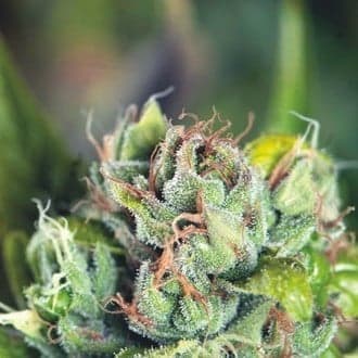 Tahoe Cure (Pyramid Seeds)