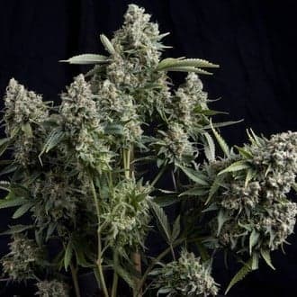 Tutankhamon (Pyramid Seeds)