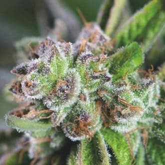 Watermelon Zkittlez (Pyramid Seeds)