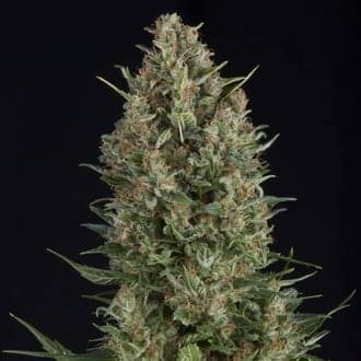 Wembley (Pyramid Seeds)
