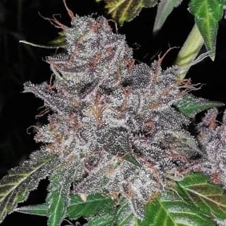 Rainbow Cake (Pheno Finder)