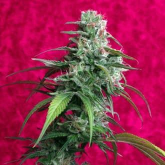 Juanita La Lagrimosa (Reggae Seeds)