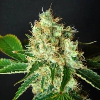 Bubblicious (Resin Seeds)