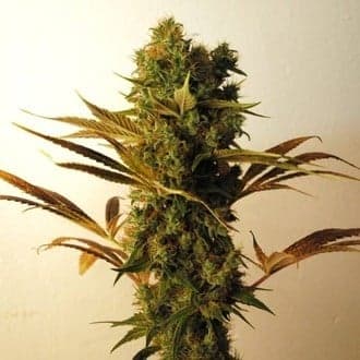 Hammershark (Resin Seeds)