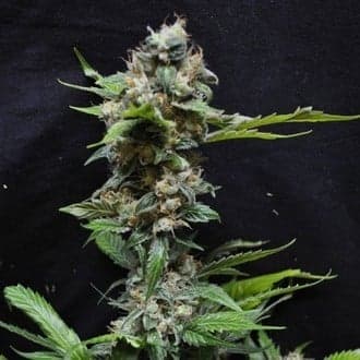 Yummy (Resin Seeds)