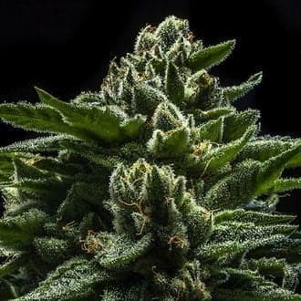DO-G (Ripper Seeds)