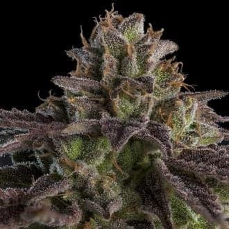 KmintZ (Ripper Seeds)