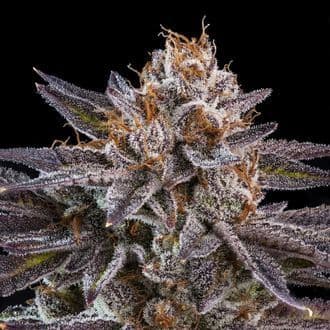 OMG (Ripper Seeds)