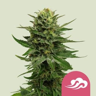 Blue Mystic (Royal Queen Seeds)