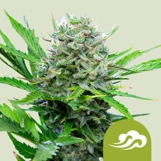Royal Bluematic (Royal Queen Seeds)