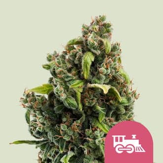 Candy Kush Express - Fast Flowering (Royal Queen Seeds)