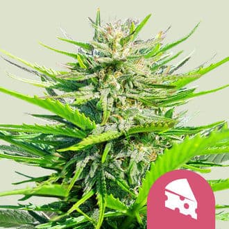 Royal Cheese - Fast Flowering (Royal Queen Seeds)