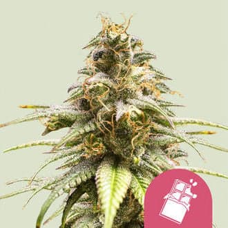 Chocolate Haze (Royal Queen Seeds)
