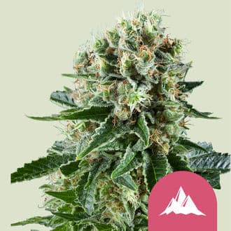 Critical Kush (Royal Queen Seeds)