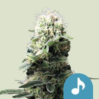 Dance World (Royal Queen Seeds)