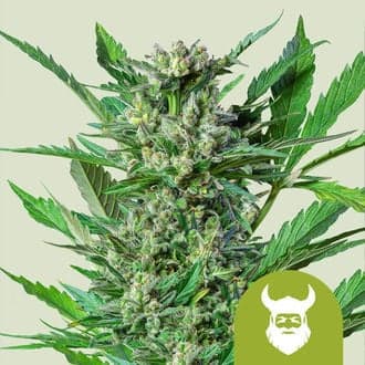 Royal Dwarf Autoflower (Royal Queen Seeds)