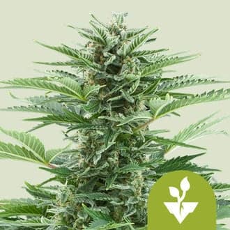 Easy Bud Autoflower (Royal Queen Seeds)