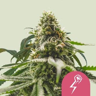 Green Crack Punch (Royal Queen Seeds)