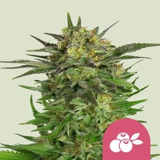 Haze Berry (Royal Queen Seeds)