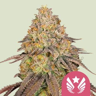 Legendary OG Punch (Royal Queen Seeds)
