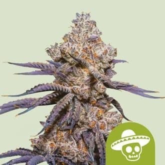 Mexican Rush Auto (Royal Queen Seeds)