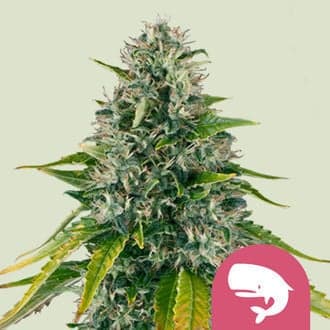 Royal Moby (Royal Queen Seeds)