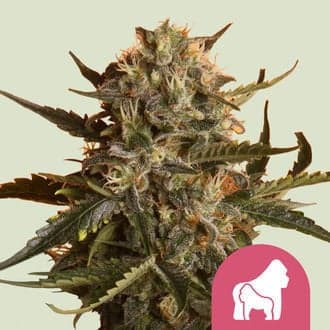Mother Gorilla (Royal Queen Seeds)