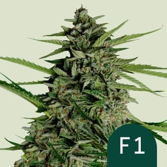 Orion F1 Auto (Royal Queen Seeds)