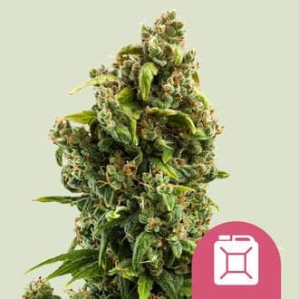 Sour Diesel (Royal Queen Seeds)