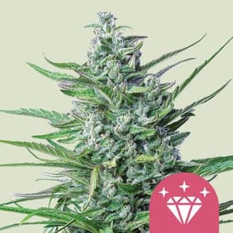 Special Kush 1 (Royal Queen Seeds)