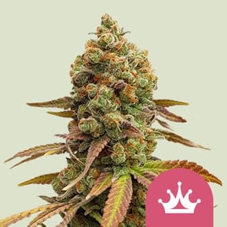 Special Queen 1 (Royal Queen Seeds)