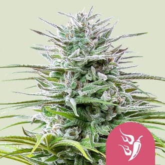 Speedy Chile - Fast Flowering (Royal Queen Seeds)