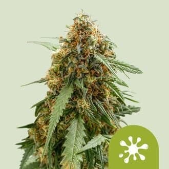 Sticky Queen Auto (Royal Queen Seeds)