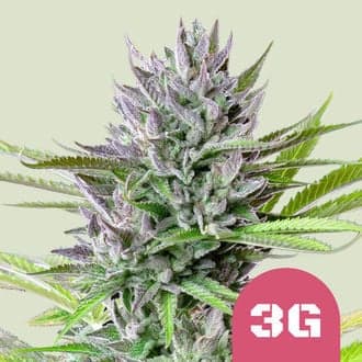 Triple G (Royal Queen Seeds)