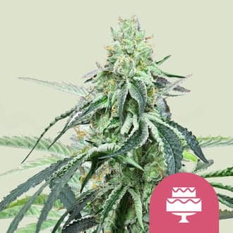 Wedding Gelato (Royal Queen Seeds)