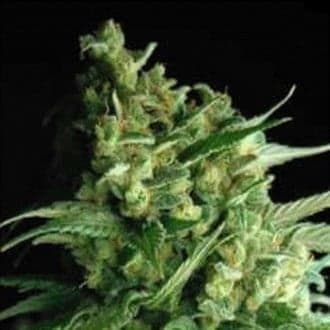 Double Bubble Berry (Sagarmatha Seeds)