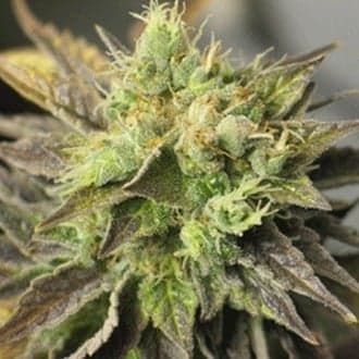 Strawberry D-Lite (Sagarmatha Seeds)