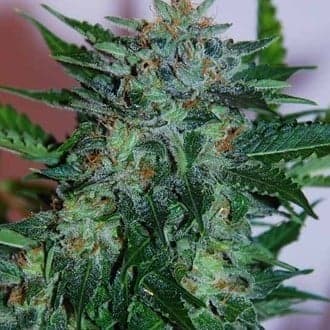 Flash Babylon Auto (Samsara Seeds)