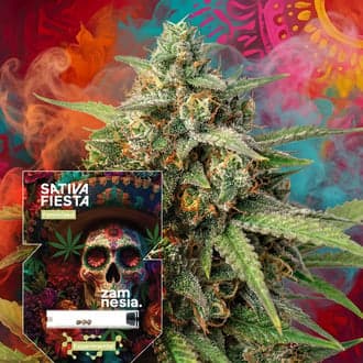 Sativa Fiesta (Zamnesia Seeds)