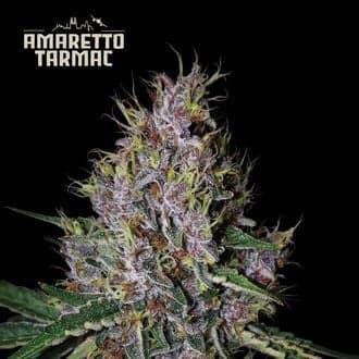 Amaretto Tarmac Auto (Seedstockers)
