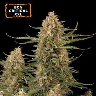 BCN Critical XXL Auto (Seedstockers)