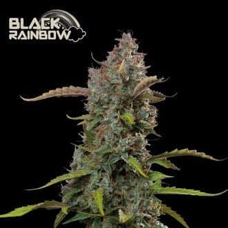 Black Rainbow Auto (Seedstockers)