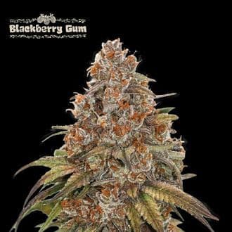Blackberry Gum Auto (Seedstockers)