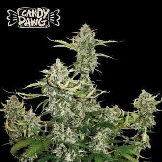 Candy Dawg Auto (Seedstockers)