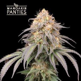 Mandarin Panties Auto (Seedstockers)
