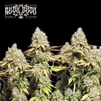 Rucu Cucu OG Auto (Seedstockers)